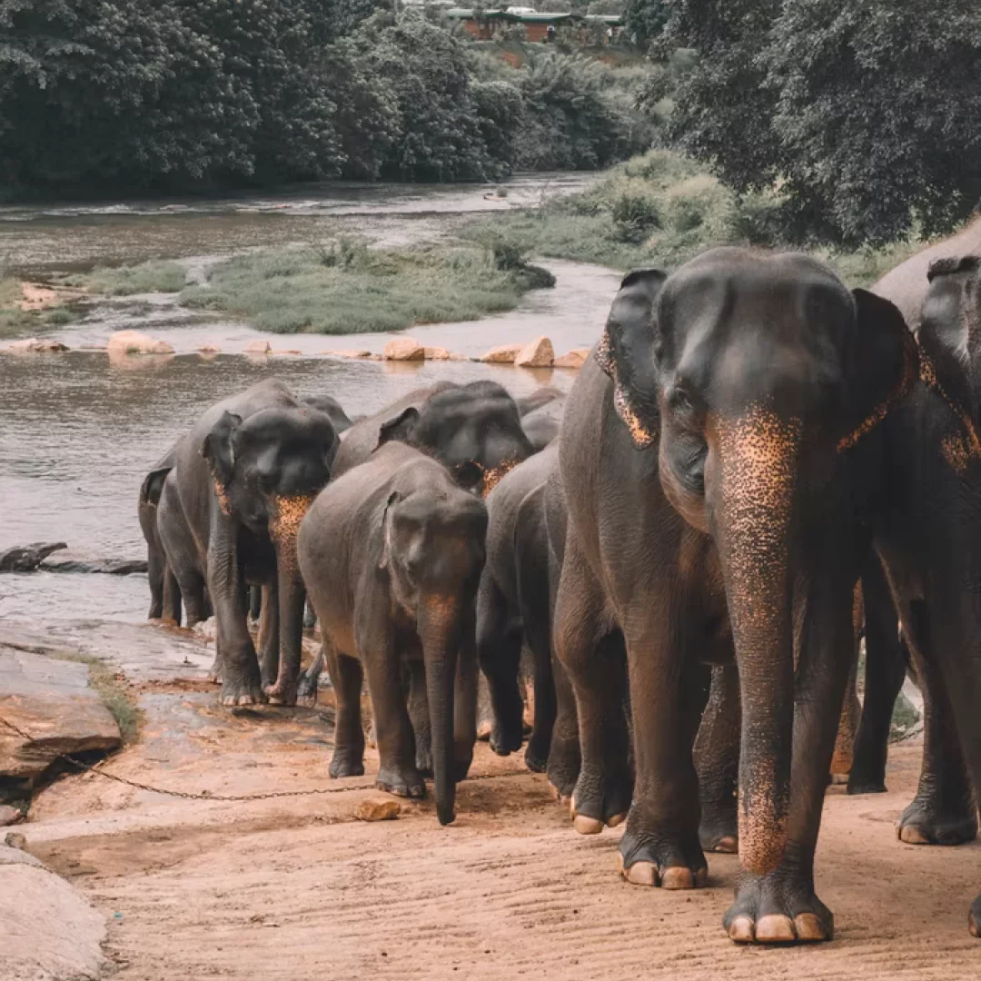 2022-3-31-—-Sri-Lanka