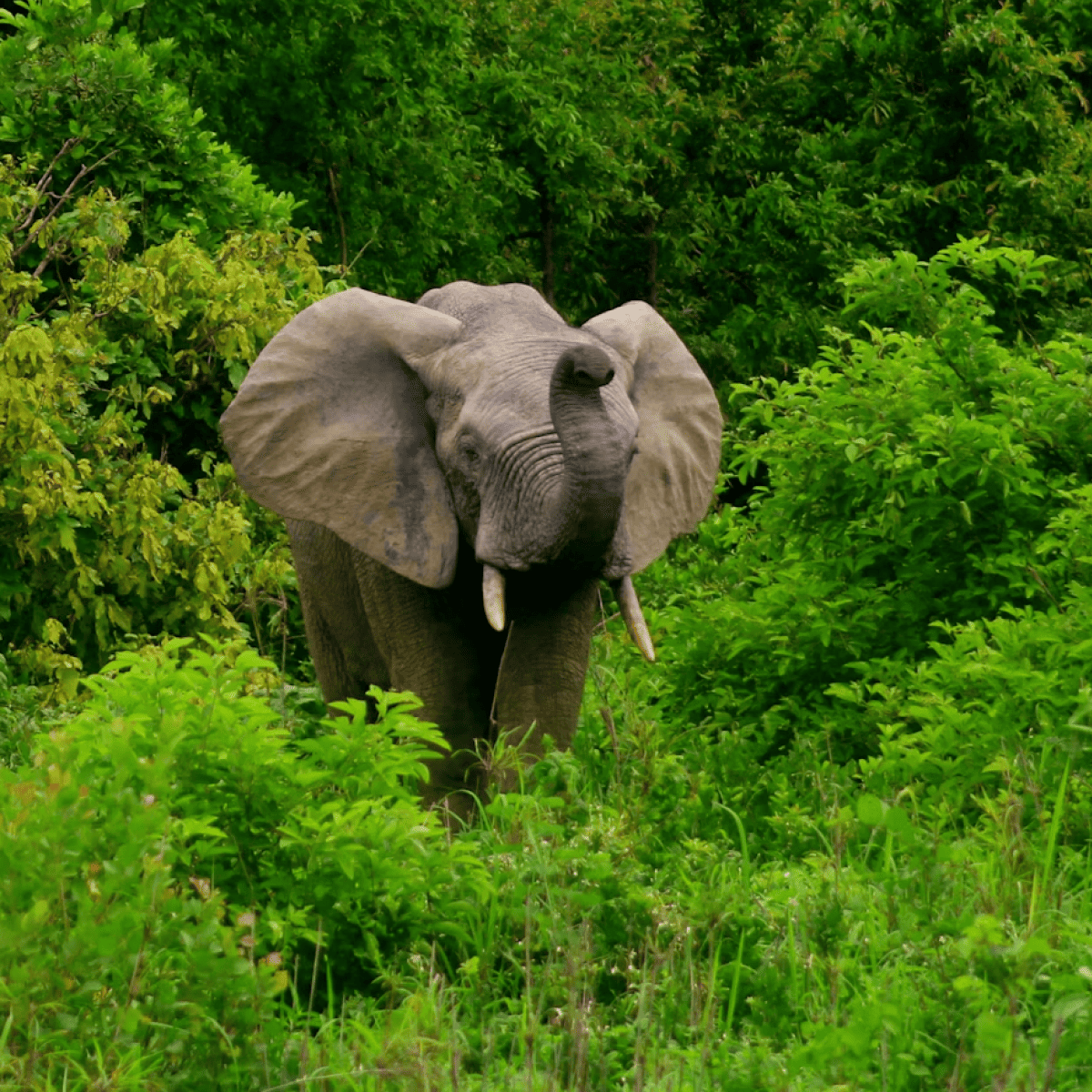Ghana plant Einführung des e-Visums bis Ende Mai Ghana plant Einführung des e-Visums bis Ende Mai
