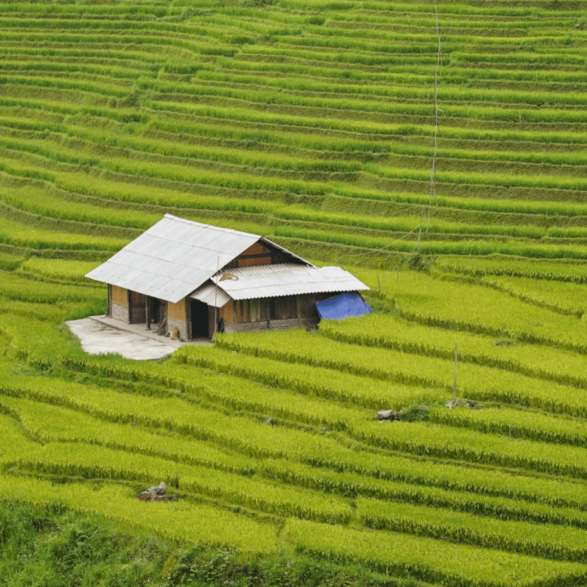 Vietnam führt digitale Einreisekarte ein